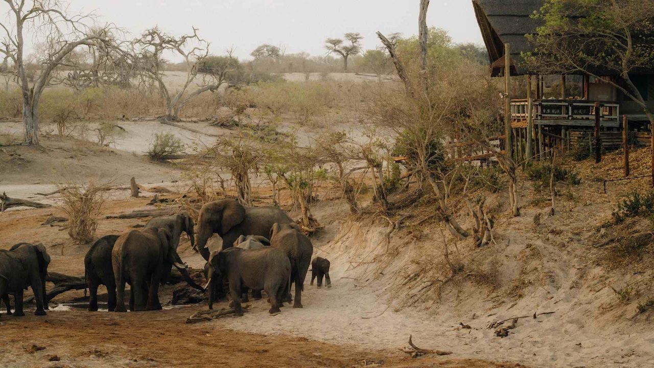 Belmond Safari Savute Elephant Lodge